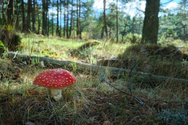 Ormanda, çayırda bir açıklıkta, sineklerde.