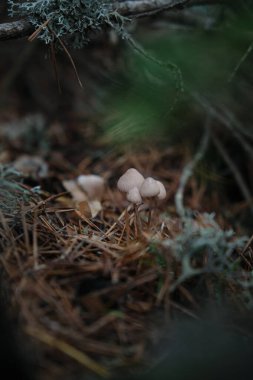 Ormandaki yenilemez mantarlara yakın çekim.