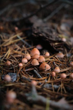 Ormandaki yenilemez mantarlara yakın çekim.