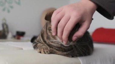 Tekir kedi okşamaktan zevk alıyor.