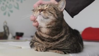 Tekir kedi okşamaktan zevk alıyor.