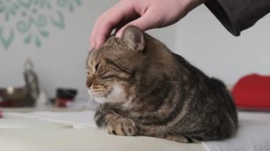 Tekir kedi okşamaktan zevk alıyor.