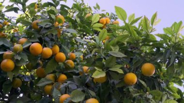 Şehir parkındaki ağaçların dallarında olgunlaşmış portakallar