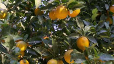 Şehir parkındaki ağaçların dallarında olgunlaşmış portakallar