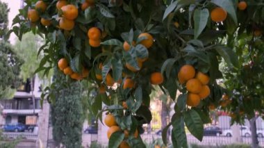 Şehir parkındaki ağaçların dallarında olgunlaşmış portakallar