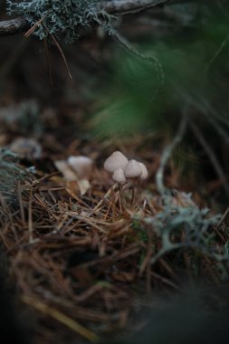 Ormandaki yenilemez mantarlara yakın çekim.