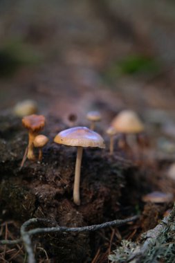 Ormandaki yenilemez mantarlara yakın çekim.