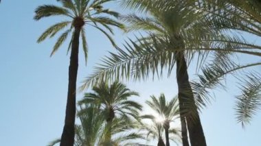 Mavi gökyüzünde birkaç palmiye