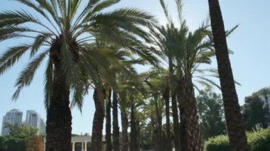 Mavi gökyüzünde birkaç palmiye