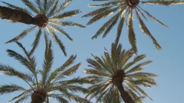 Mavi gökyüzünde birkaç palmiye