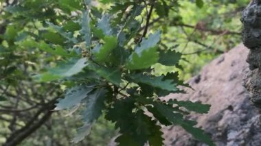Yakın çekim yeşil meşe yaprakları rüzgarda sallanıyor.