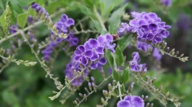 Yeşil arka planda parktaki leylak çiçekleri.