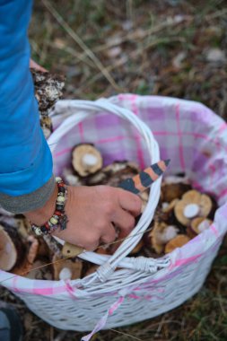 Bir sepet dolusu farklı mantar ve bir kadının elleri.