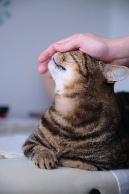 Kedi çizgili, yatakta sakin, okşanmış.