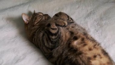 Şirin Tekir kedi, yatakta güneşleniyor.