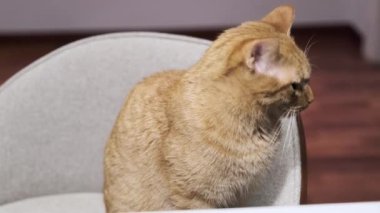 Güzel, genç, kızıl bir kedi masada yemek bekliyor.