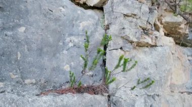 Kayada yaşayan yeşil bir bitki.