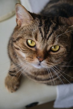 Güzel, ciddi tekir kedi kameraya bakıyor.