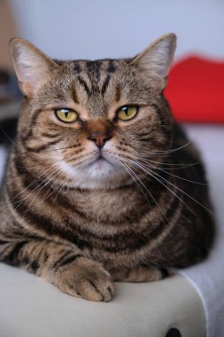 Güzel, ciddi tekir kedi kameraya bakıyor.