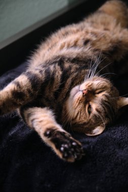 Güzel safkan Kedi Uyuyan Poz