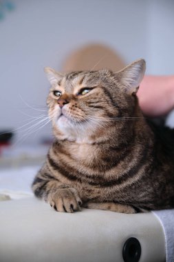 Kedi çizgili, yatakta sakin, okşanmış.