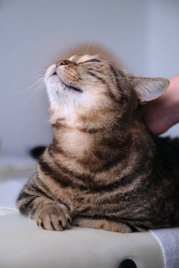 Kedi çizgili, yatakta sakin, okşanmış.