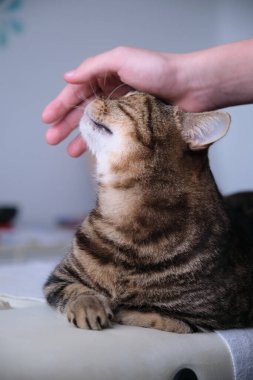 Kedi çizgili, yatakta sakin, okşanmış.