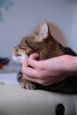 Kedi çizgili, yatakta sakin, okşanmış.