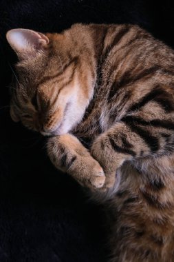 Güzel safkan Kedi Uyuyan Poz