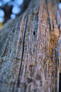 Ağaç kabuğu yakın çekim dokusu soyutlaması