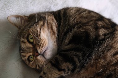 Güzel safkan Kedi Uyuyan Poz