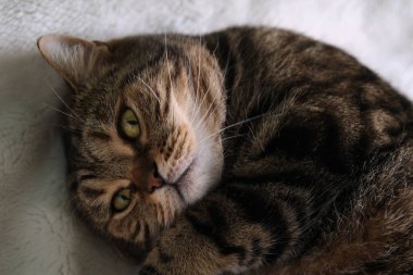 Güzel safkan Kedi Uyuyan Poz