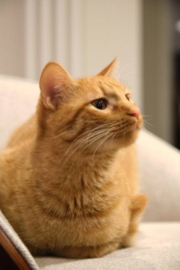 Komik melez kırmızı evcil kedi.