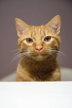 Komik melez kırmızı evcil kedi.