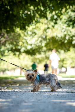 Bir Yorkshire teriyeri şehir parkında yürüyor.