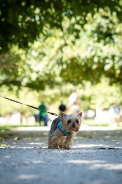 Bir Yorkshire teriyeri şehir parkında yürüyor.