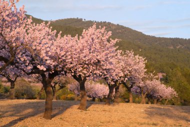 Bir badem tarlası mavi gökyüzünün arka planında çiçek açar.