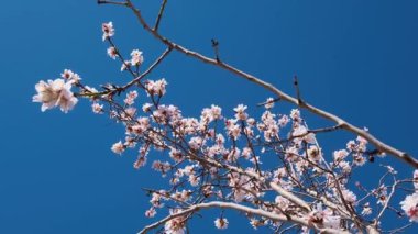 Mavi gökyüzü arka planında açan pembe bademler