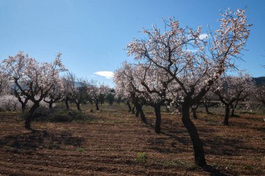 Bir badem tarlası mavi gökyüzünün arka planında çiçek açar.