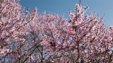 Mavi gökyüzü arka planında açan pembe bademler