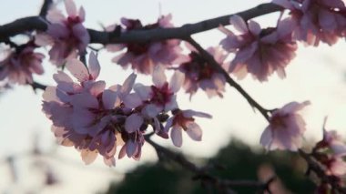 Mavi gökyüzü arka planında açan pembe bademler