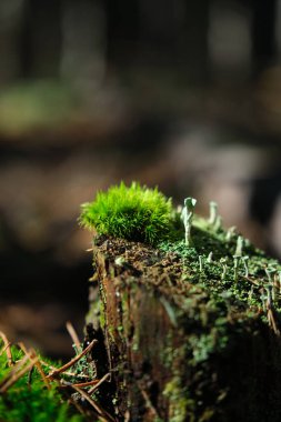 Ormanda bir kütüğün üzerinde yumuşak yeşil yosun