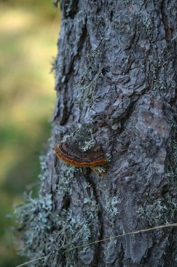 Ağaçların dallarındaki ormanda çok güzel yosunlar var.