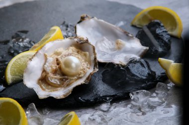 Gri bir arka planda buzun üzerinde içinde beyaz bir inci olan bir istiridye.