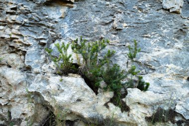 Kayalarda yetişen yeşil bitki
