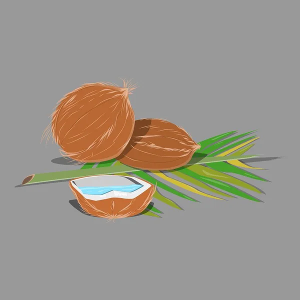 Drei Kokosnüsse Auf Einem Kokosblatt Eine Frucht Ist Rund Und — Stockvektor