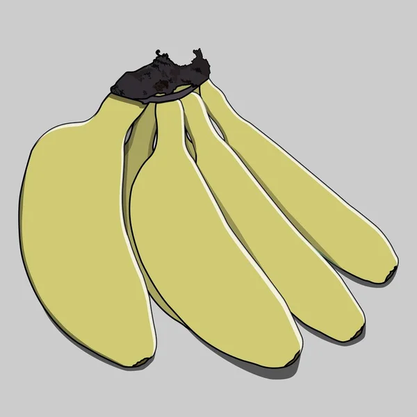 바나나 종류의 바나나의 원동기 충분히 바나나들은 노란색으로 변한다 — 스톡 벡터