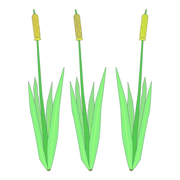Quenouilles Fleur Plante Vecteur Dans Une Autre Langue Typha Angustifolia — Image vectorielle