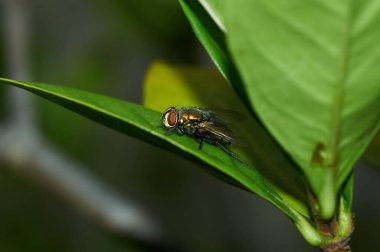 Yeşil bir yaprağın üzerindeki yeşil bir sineğin canlı bir yakın çekimi, karmaşık detaylar ve canlı yeşil çevredeki doğal güzellikleri gözler önüne seriyor..