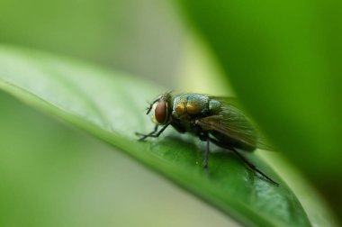 Yeşil bir yaprağın üzerindeki yeşil bir sineğin canlı bir yakın çekimi, karmaşık detaylar ve canlı yeşil çevredeki doğal güzellikleri gözler önüne seriyor..